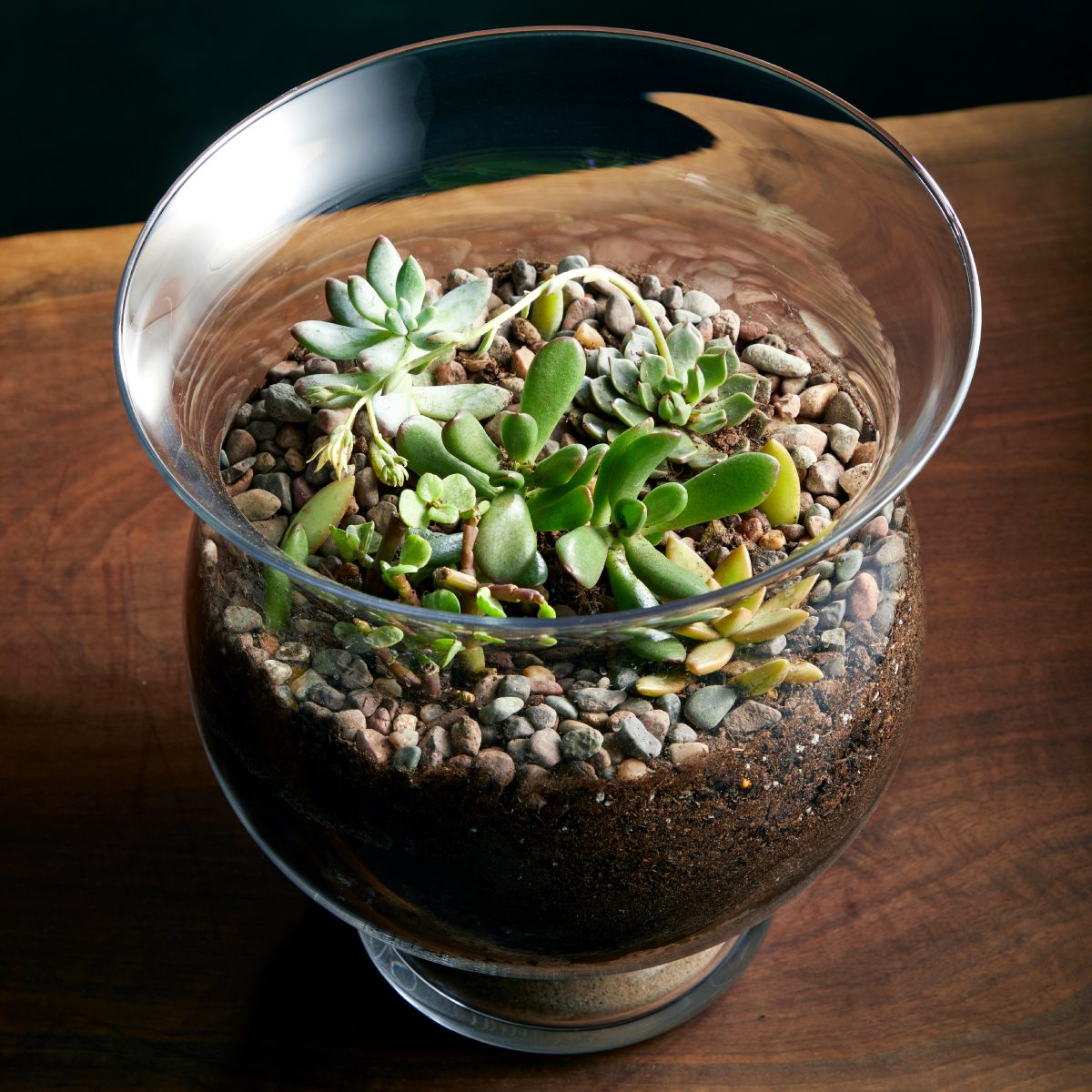 How To Make A Terrarium