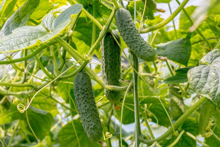 Cucumbers growing in the greenhouse.