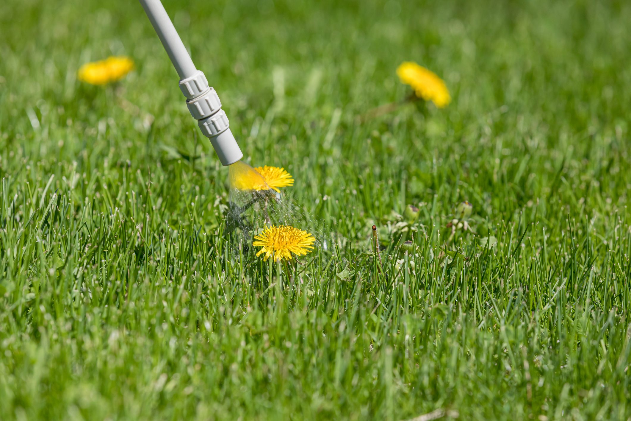 Dandelion weed in lawn, spraying weed killer herbicide. Home lawn care and landscaping concept