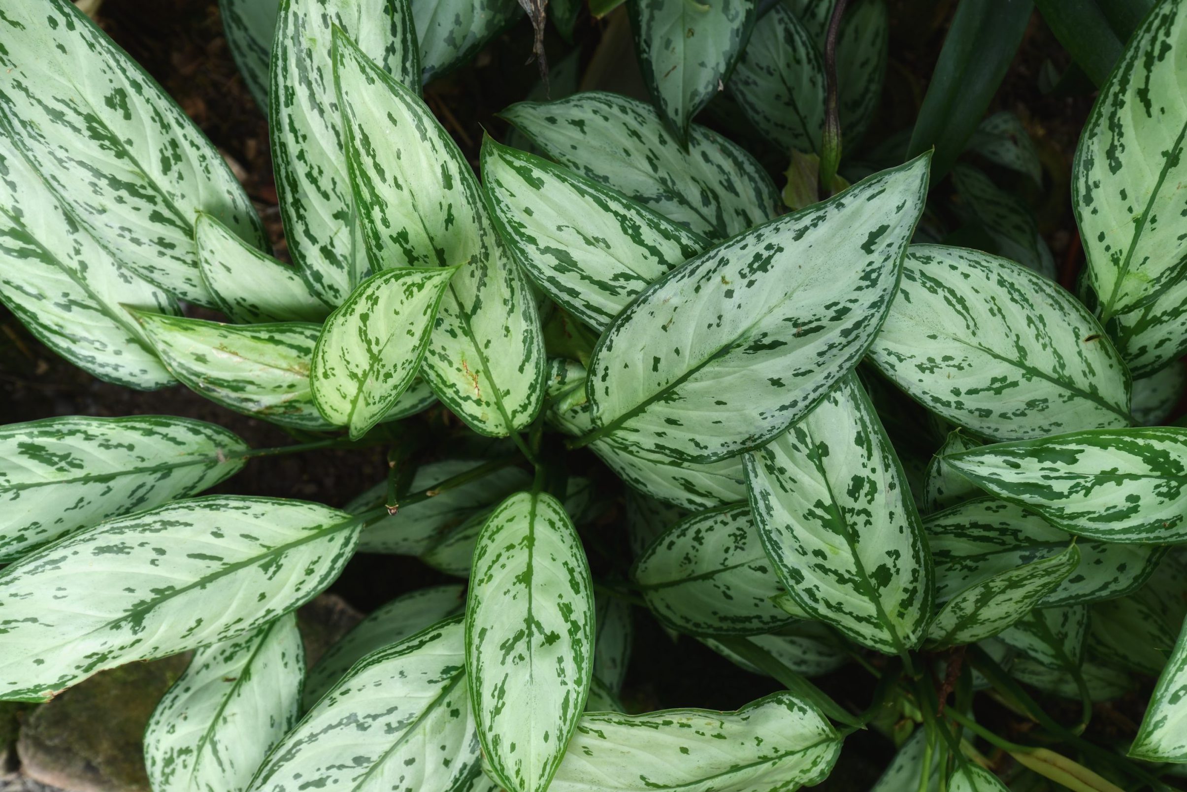 Tropical 'Aglaonema Silver Bay' plant, also known as 'Chinese Evergreens', with beautiful silver markings on leaves