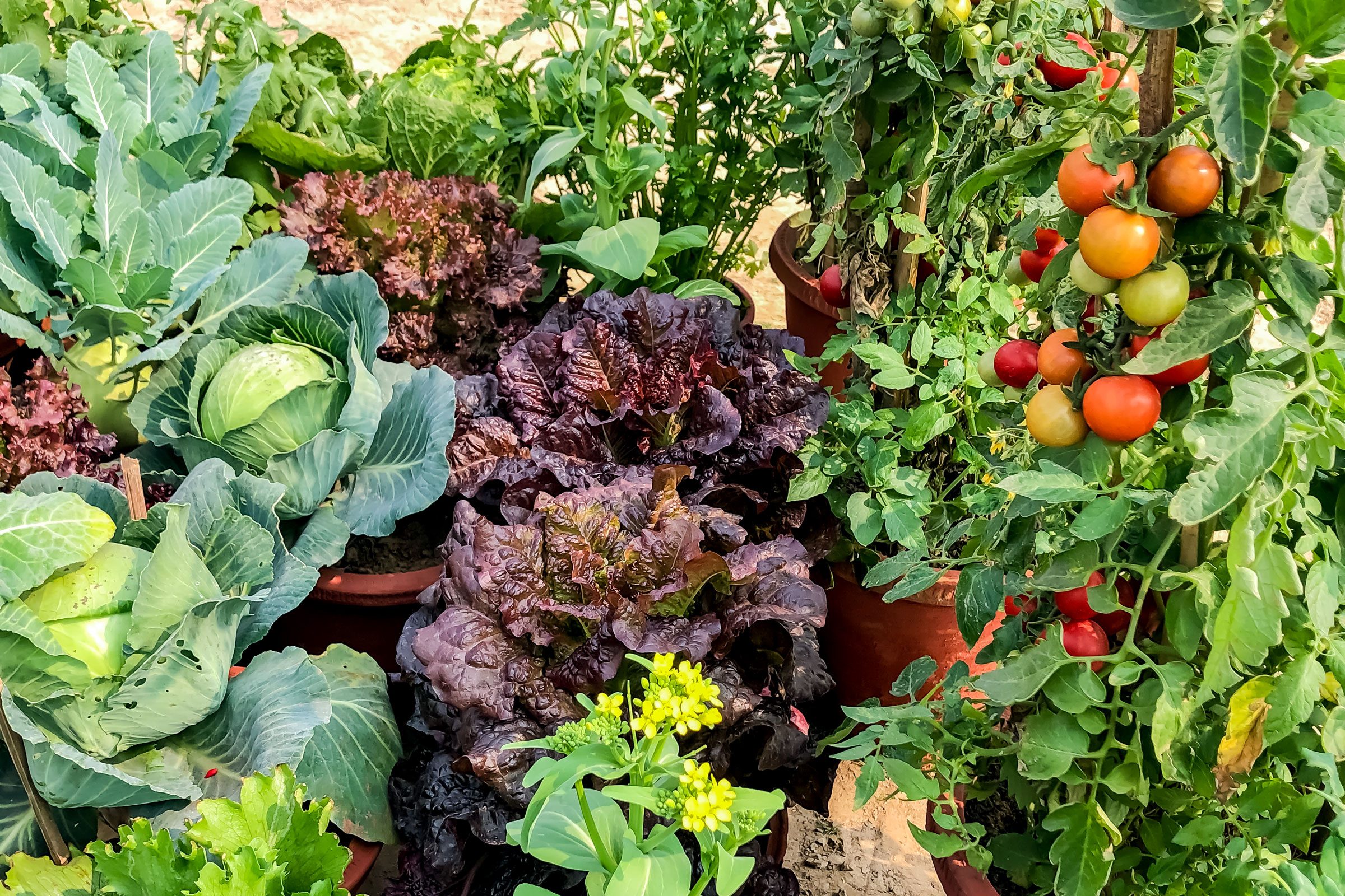 home vegetable garden