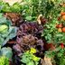 12 Easiest Vegetables to Grow, According to Gardening Experts