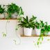 14 Foliage Plants to Enhance Any Room