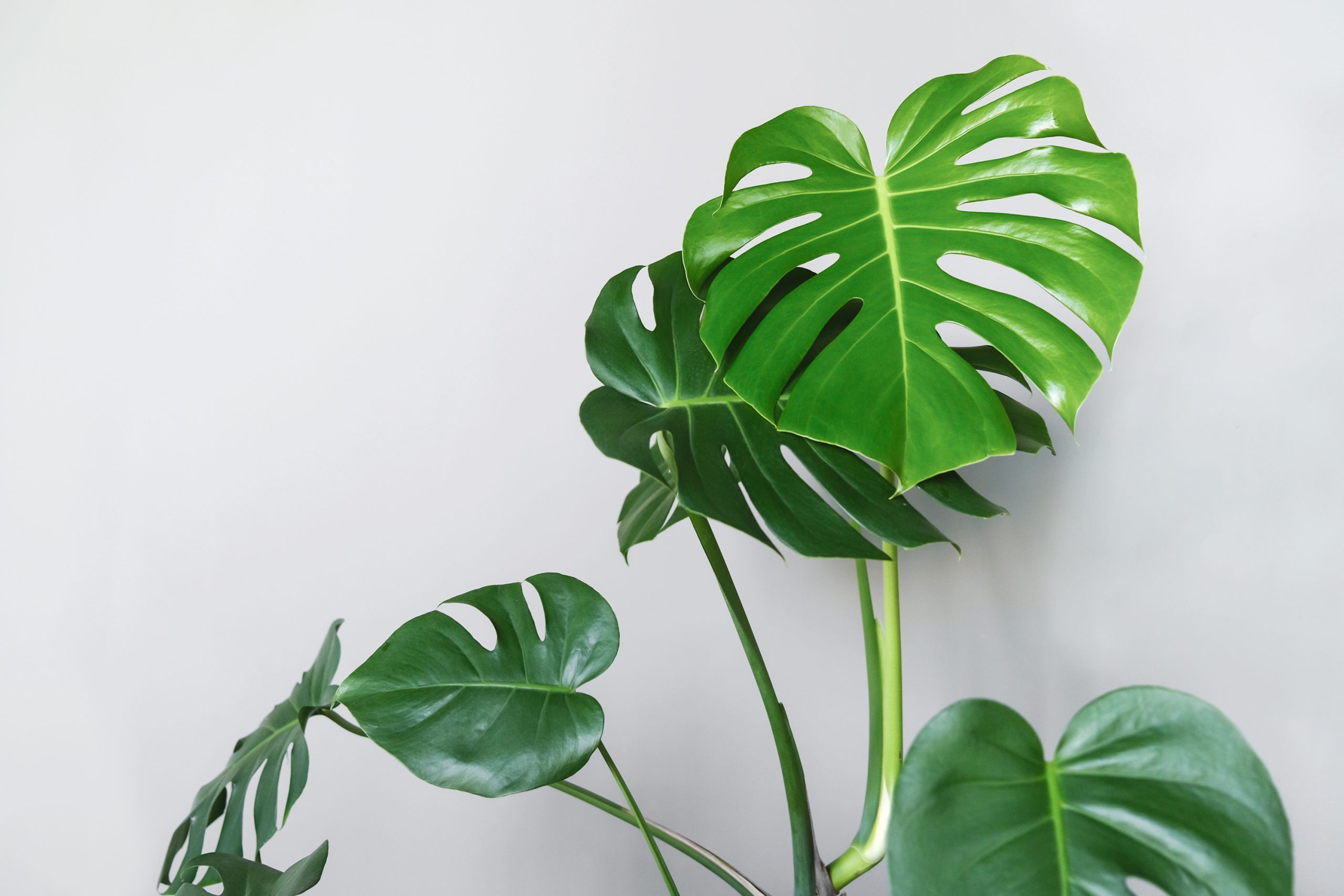 Monstera deliciosa or Swiss cheese plant in a gray concrete flower pot stands on a table on a gray background.Hipster scandinavian style room interior.