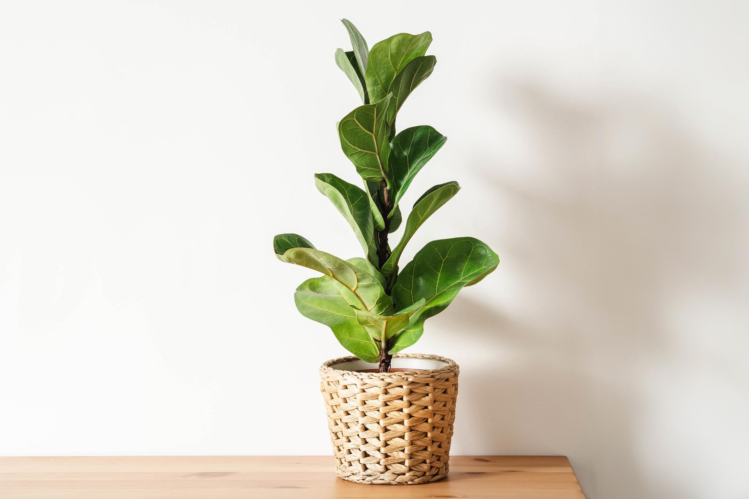 fiddle leaf fig