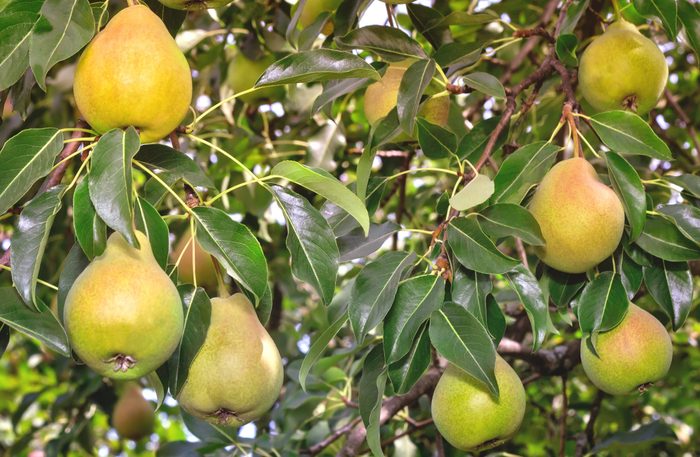 Three large ripe pears hanging on the tree.