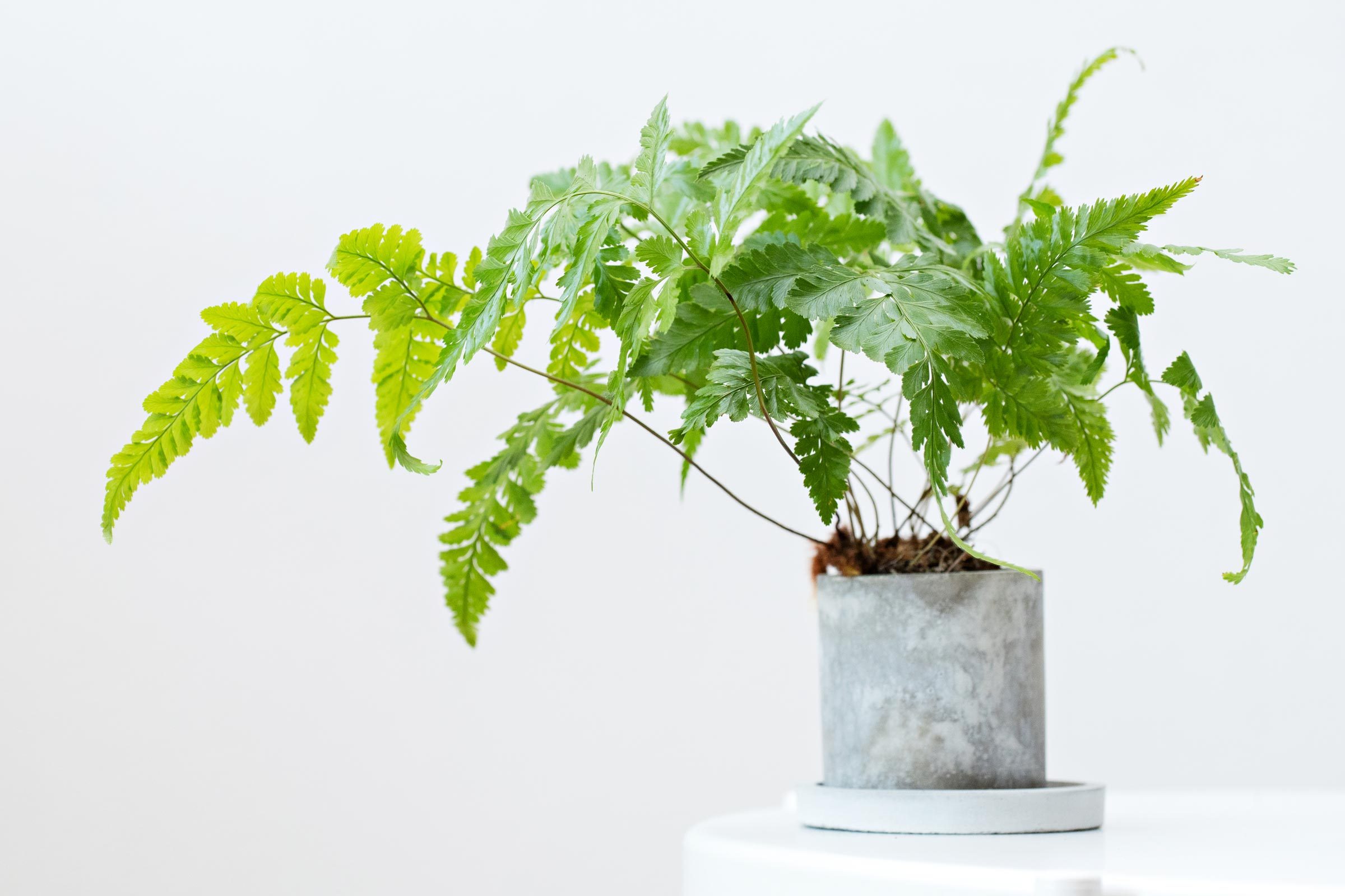 indoor potted fern on a white table against a white wall