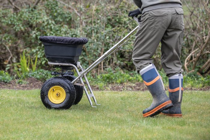 Gardener horticulturalist applying a feed on to the lawn - garden maintenance