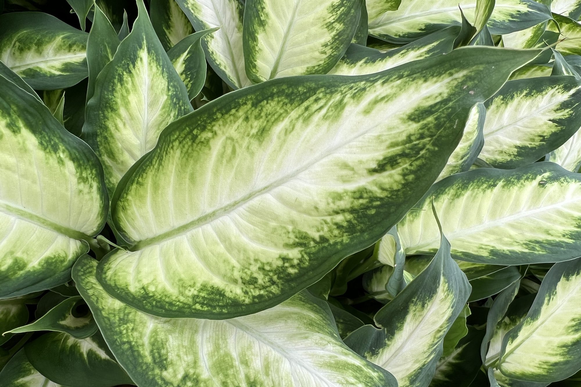 Leaves of Dieffenbachia plant shows white and green patterns