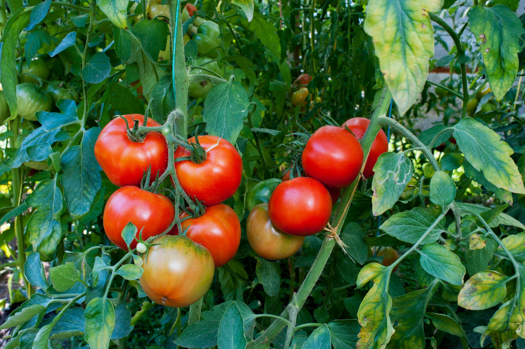 Close-up of tomatoes growing on plant