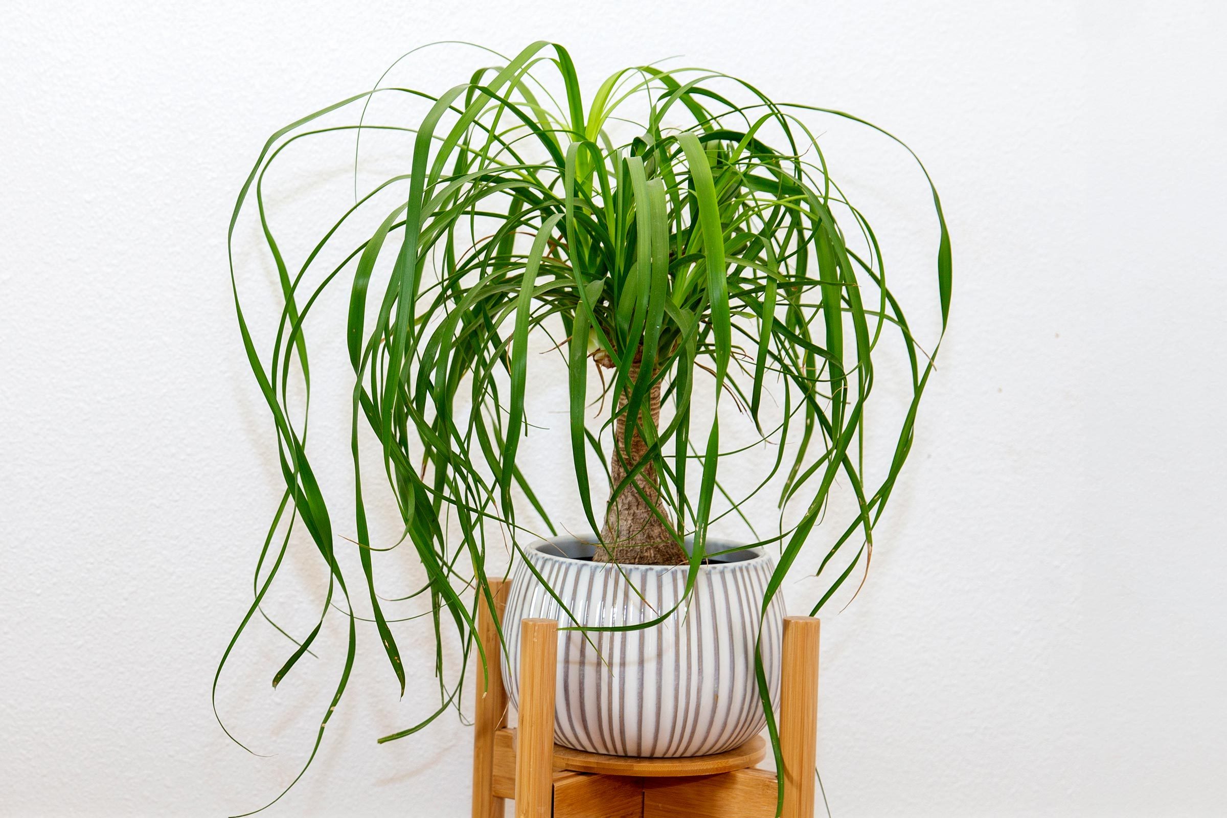 Ponytail Palm