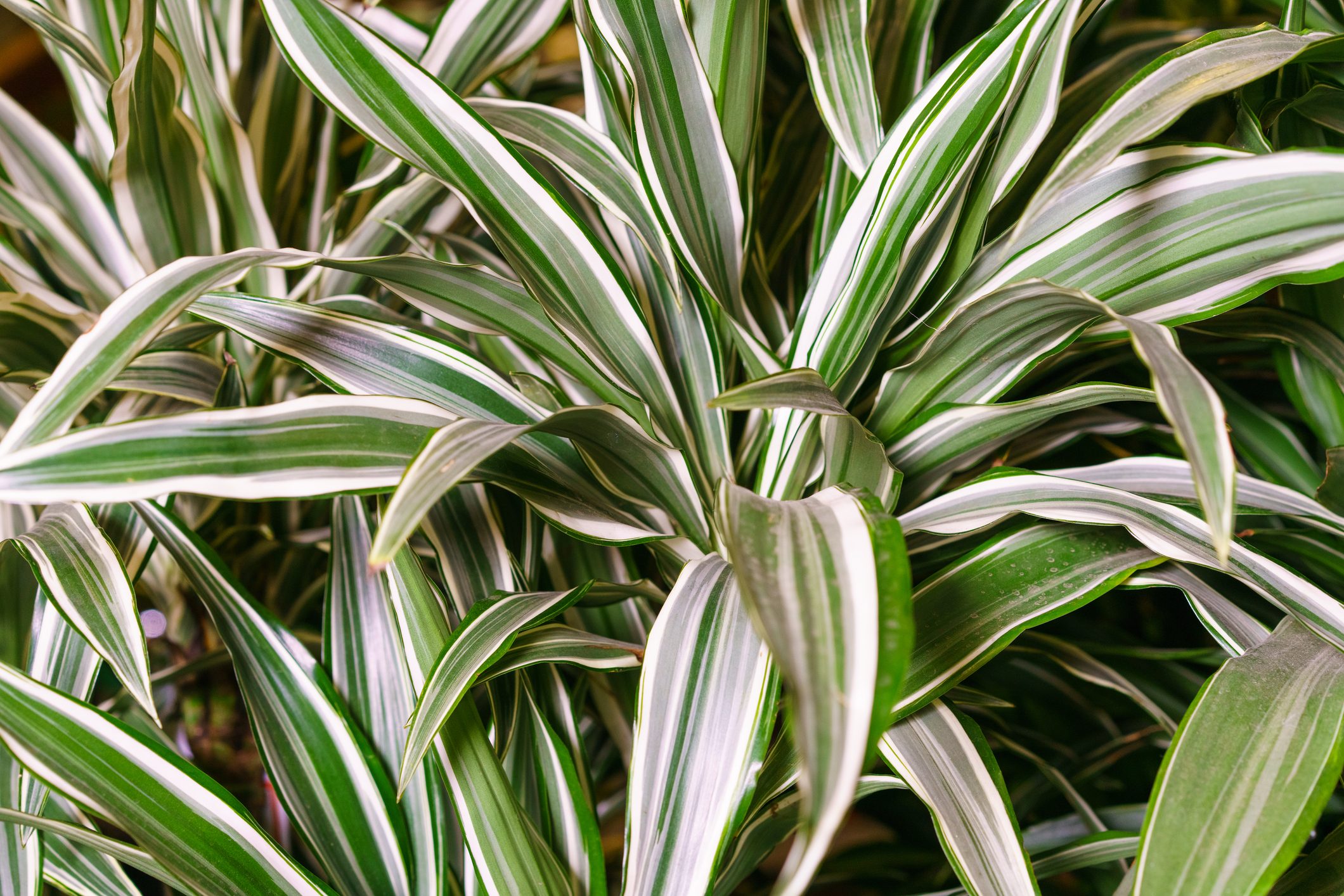 Dracaena deremensis leaves close up. Close up of green with white leaves plant