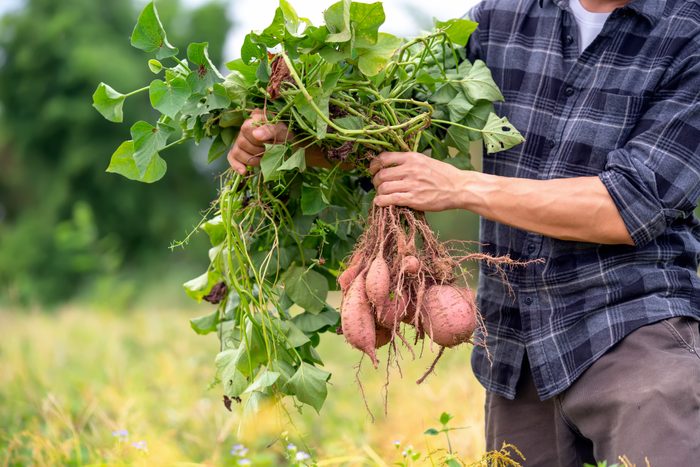 Nature's Technological Harvest with Green Agriculture, Organic Farming, and Sustainable Resources.