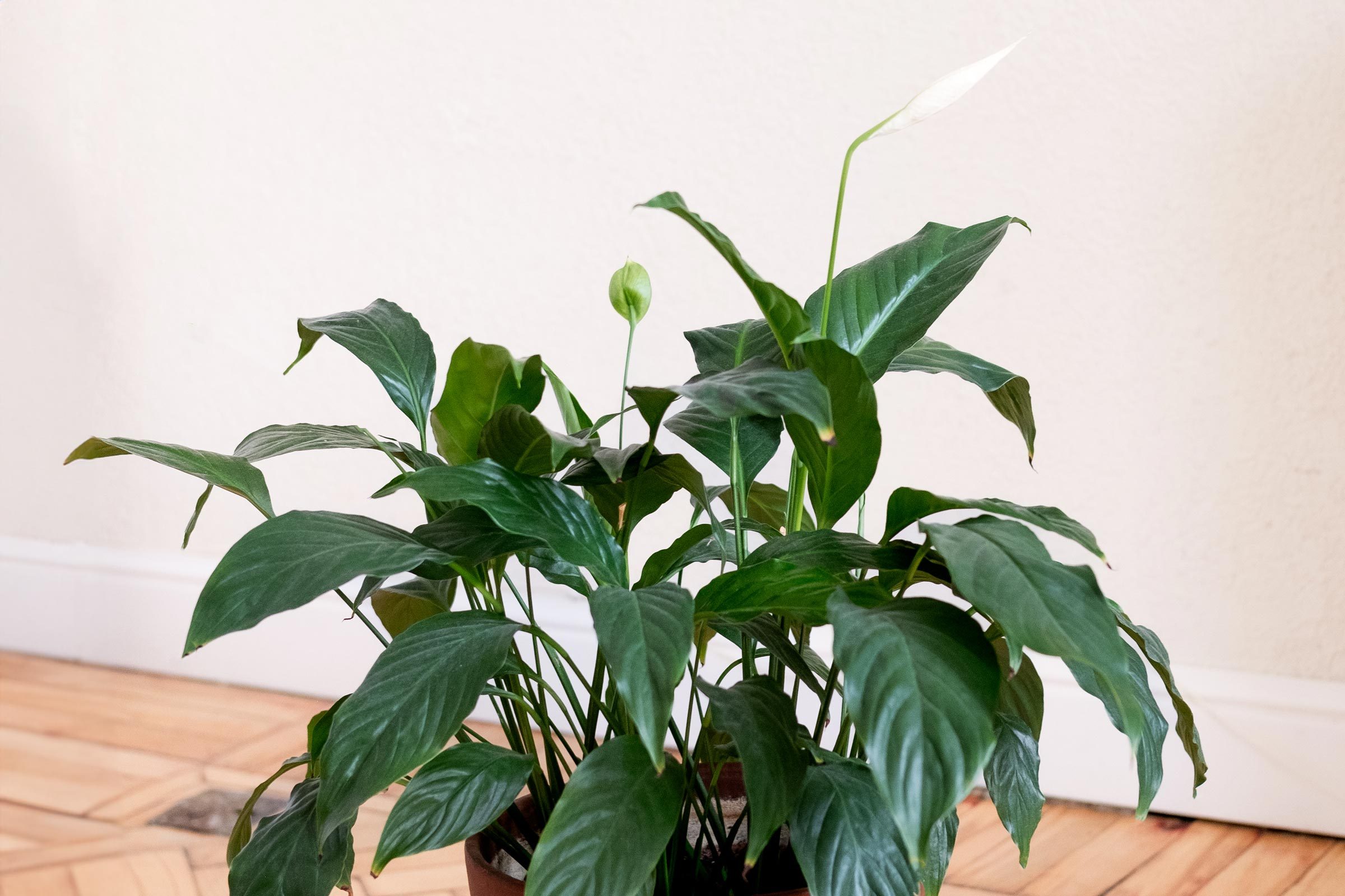 peace lily potted plant