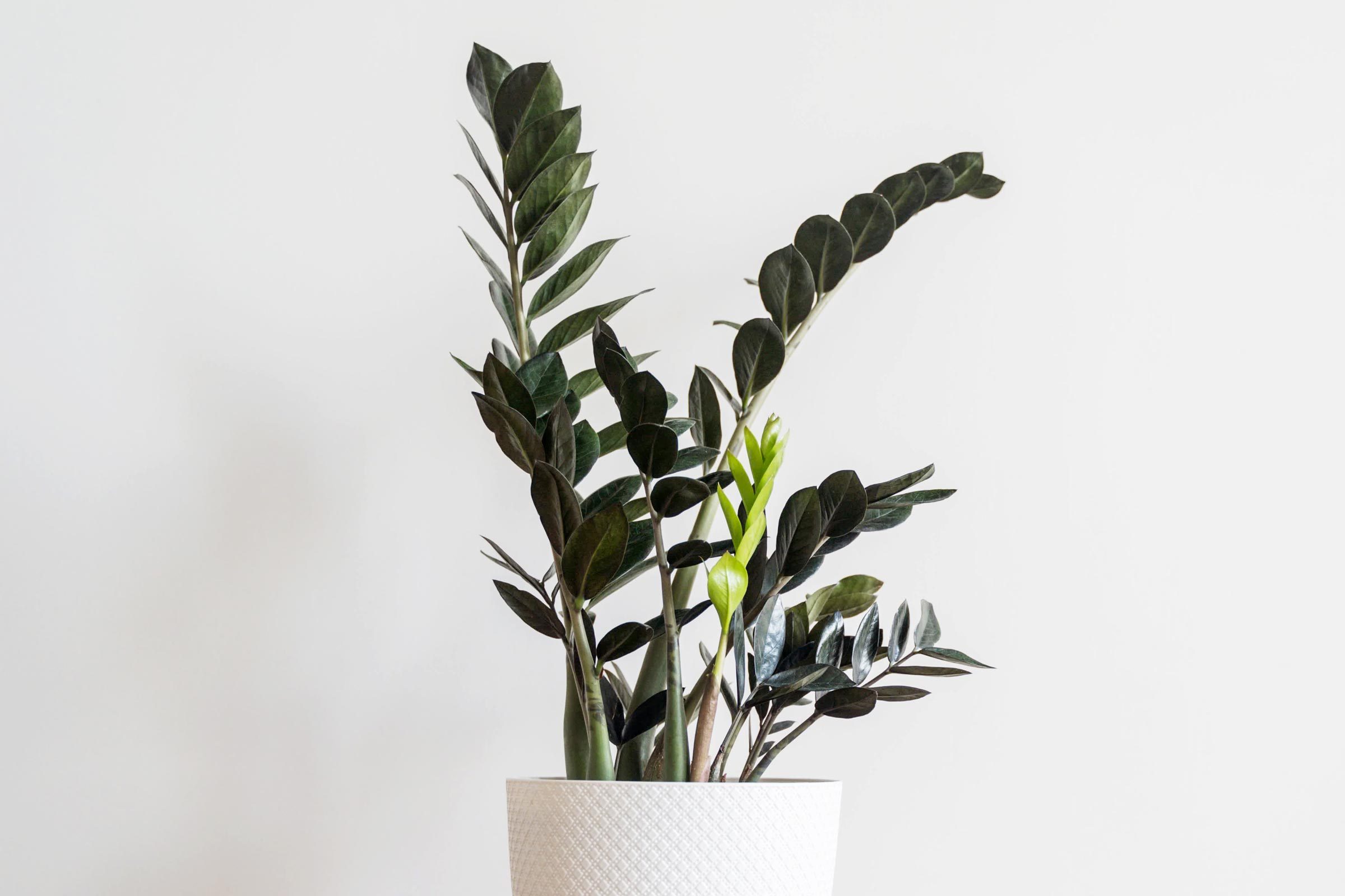 Black Zebra Zz Plant