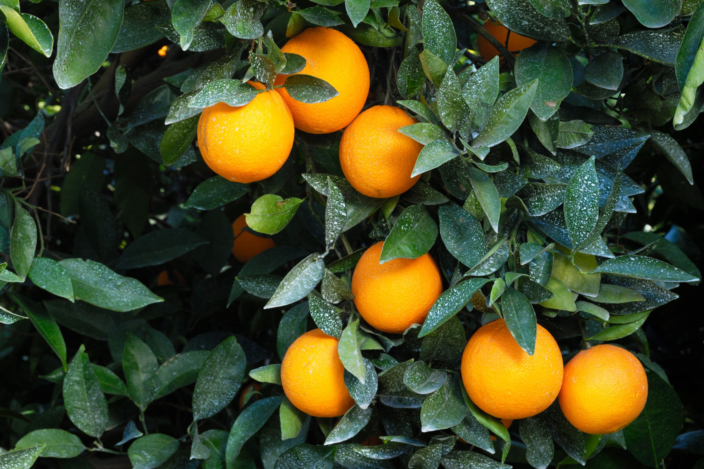 Orange Tree