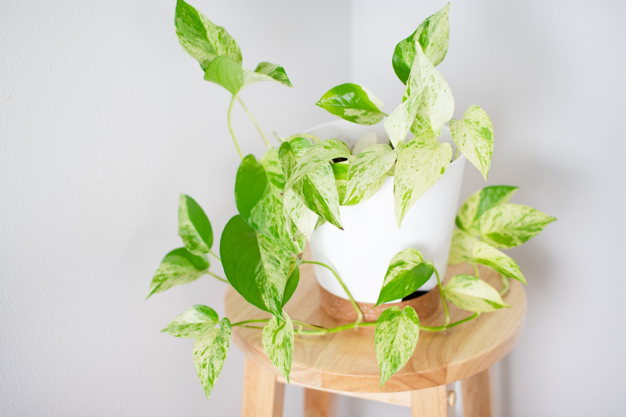 Snow Queen Pothos in a white pot. Popular vining houseplant. Epipremnum aureum 'Snow Queen'.