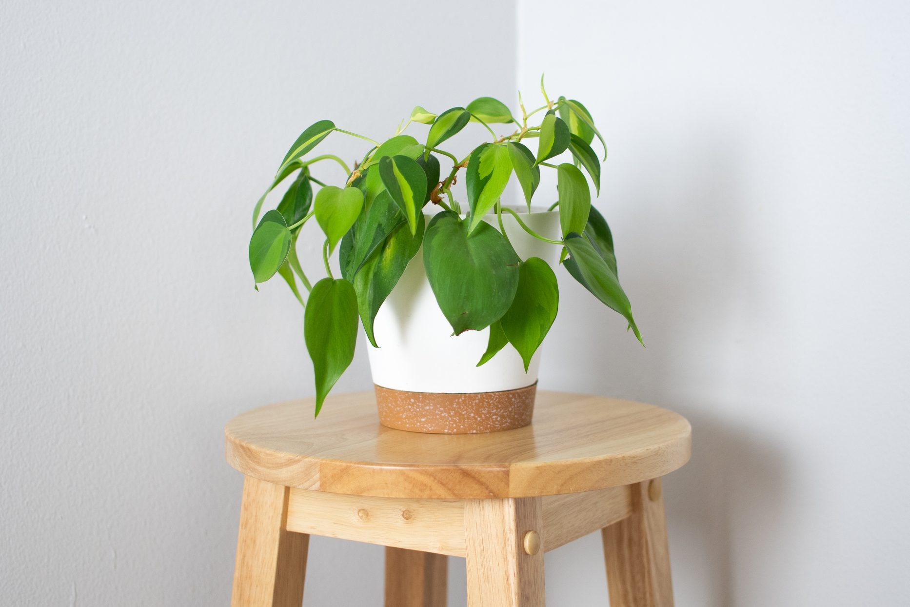 Brazilian Pothos in a white pot. Philodendron Brasil. Beautifil house plant