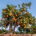 12 Best Types of Fruit Trees To Grow in Your Backyard