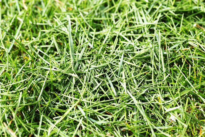 Grass Clippings