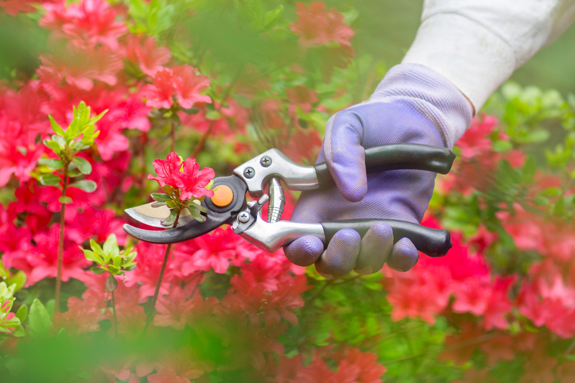 How to Prune Azaleas the Right Way