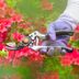 How to Prune Azaleas the Right Way