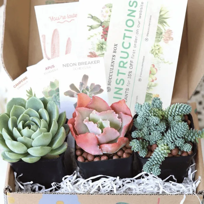 Succulent Gift Box Subscription Ecomm Via Cratejoy E1681837615493