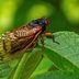 Will the Cicadas Eat Your Plants?