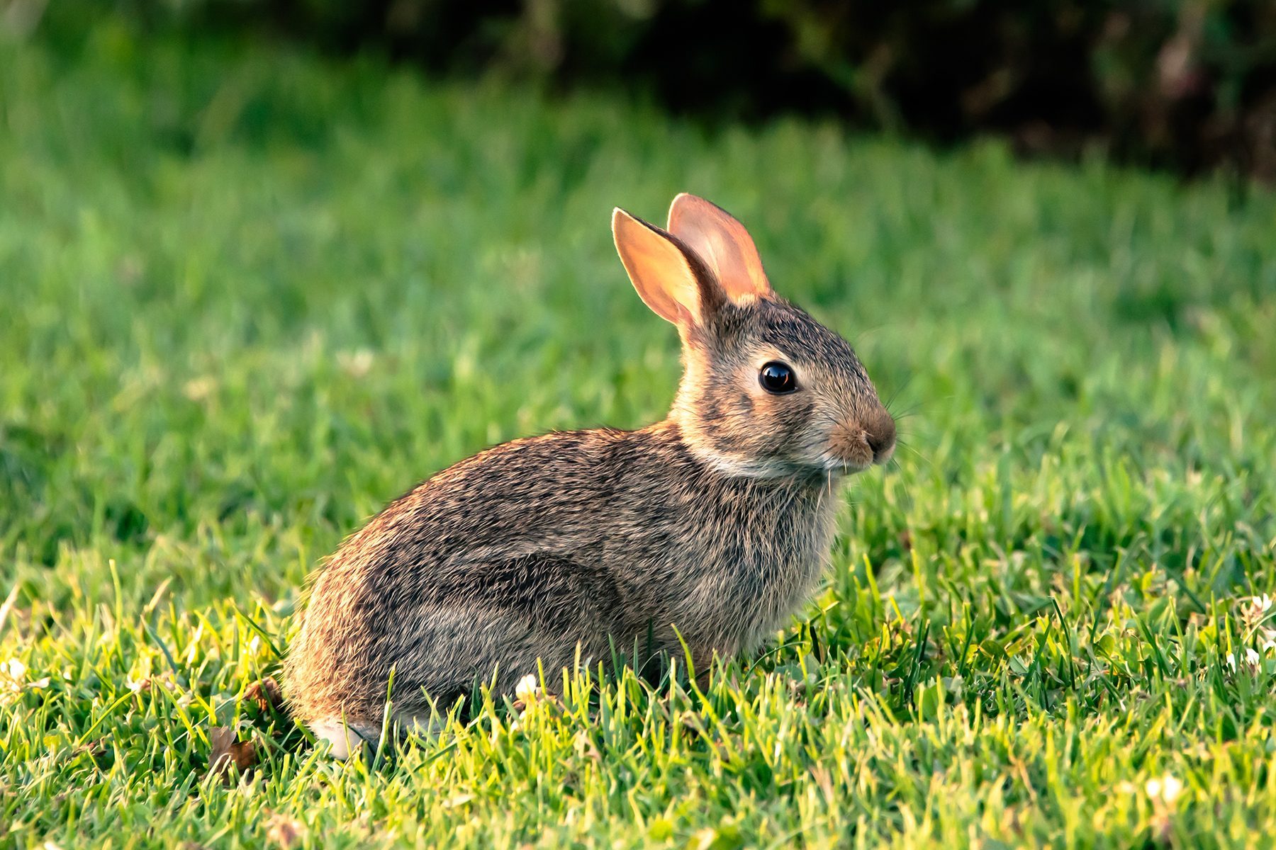 9 Worst Garden Pests And How To Get Rid Of Them Gettyimages 1494591901