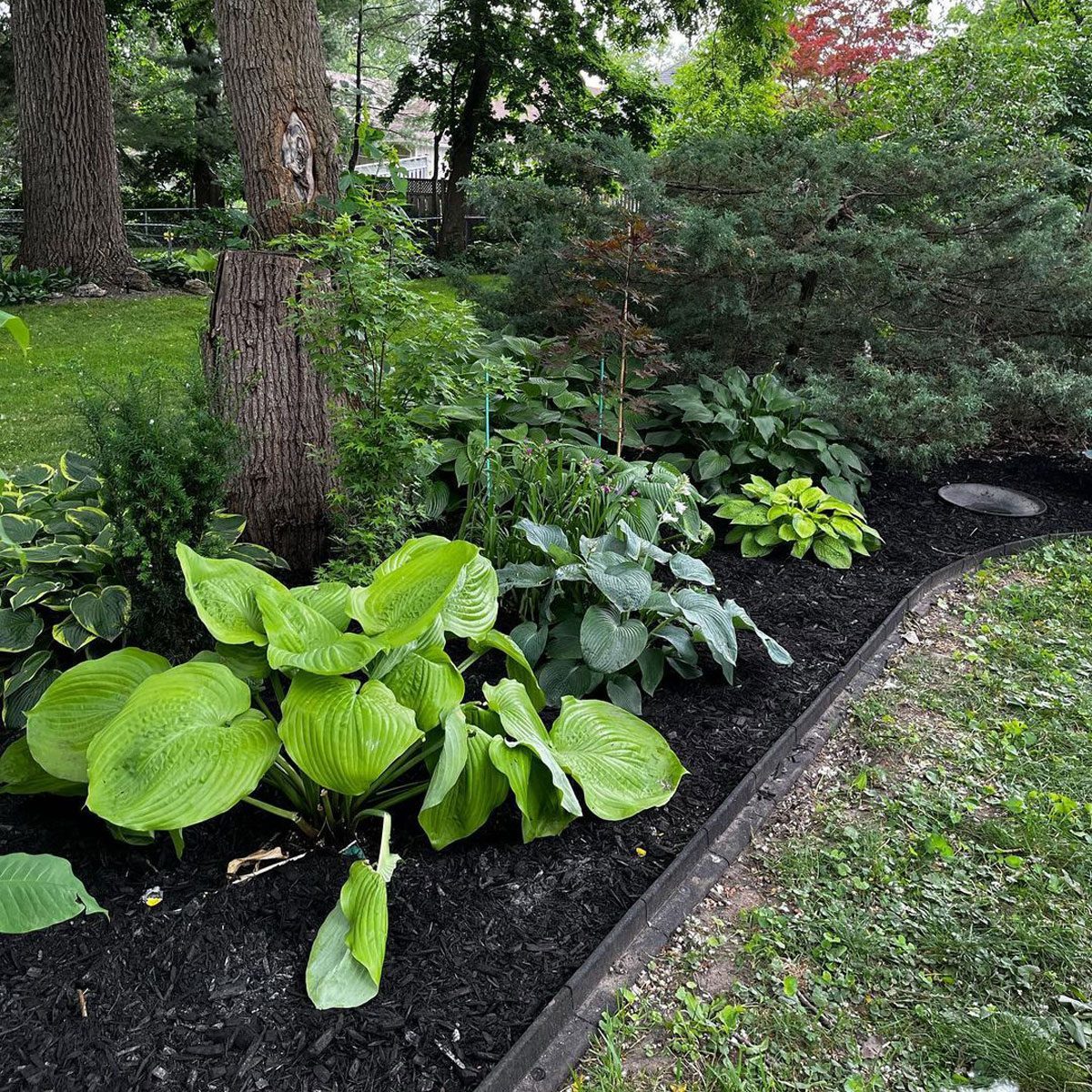 Create Dramatic Contrast With Black Mulch