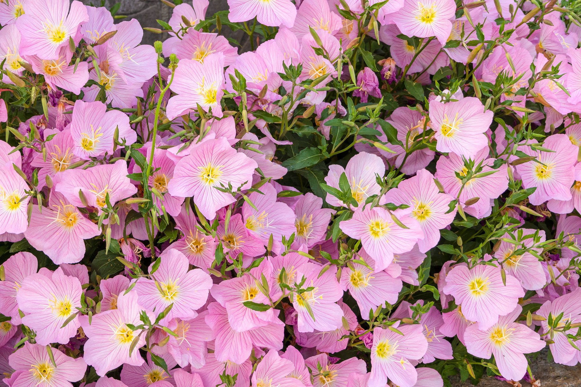 Evening Primrose Oenothera Rosea Pink Garden Flower