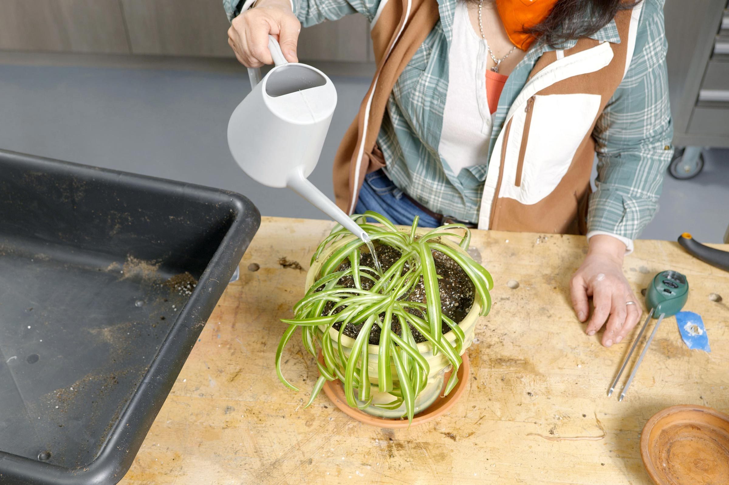 watering the spider plant after successfully repotting the plant into a new planter