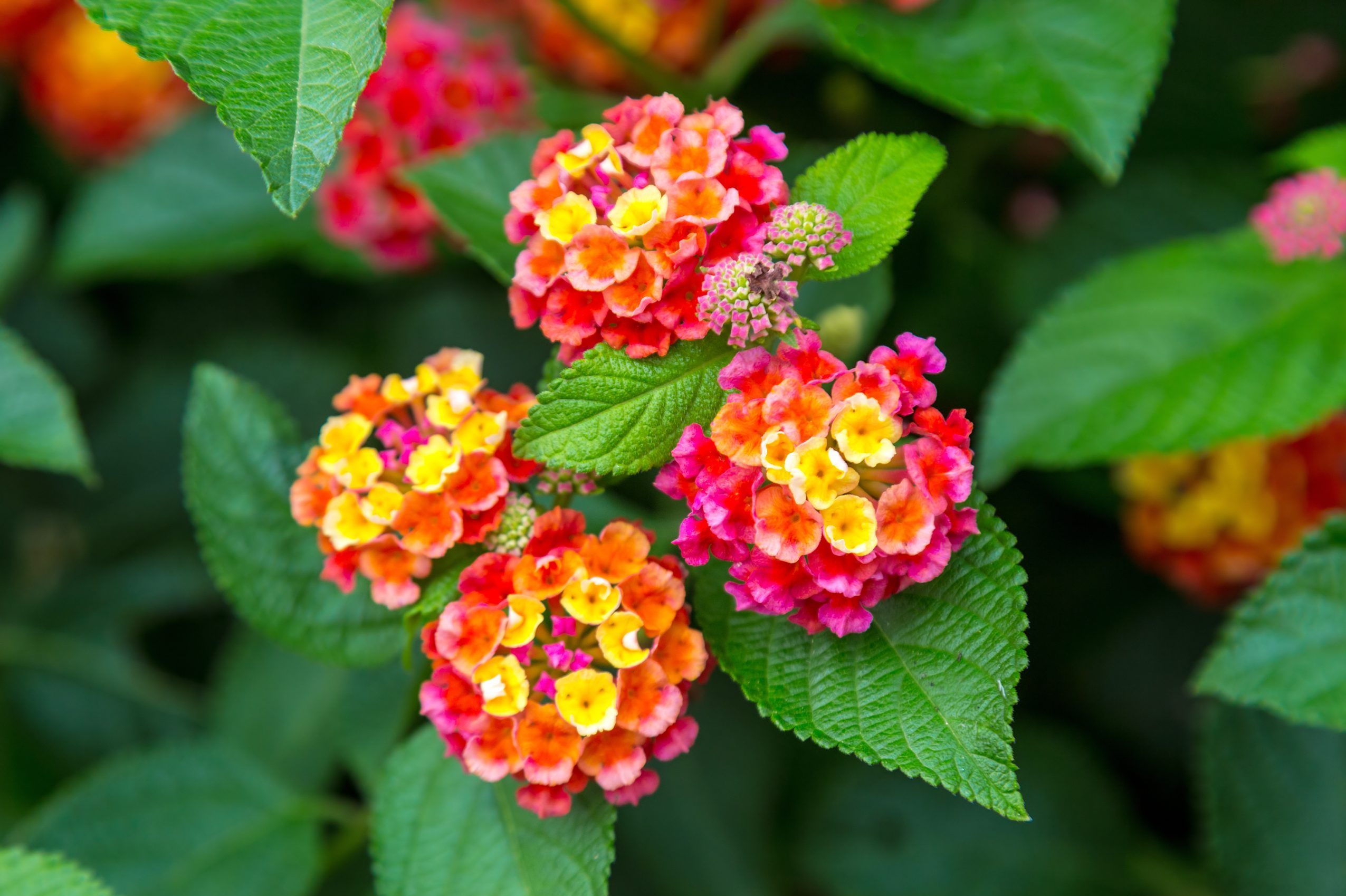 Pink and yellow lantana flowers at sunset