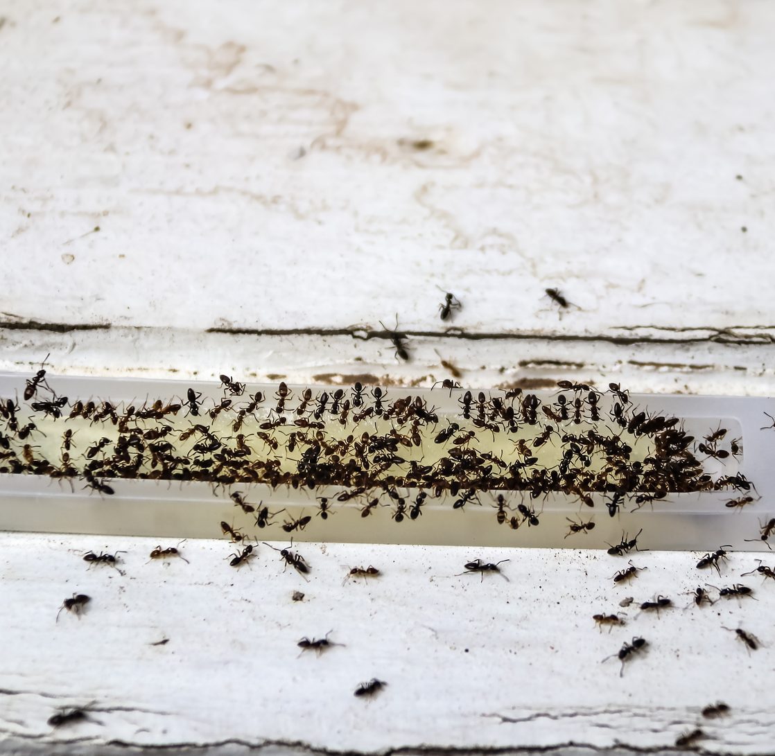 Ant poison trap filled with ants - dead and alive - sitting on old wood - shallow focus