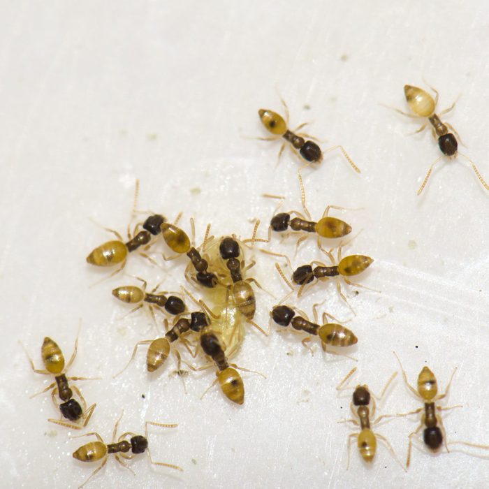 Ghost ants