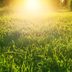 8 Ways You Can Help Your Lawn Survive the Heat Wave