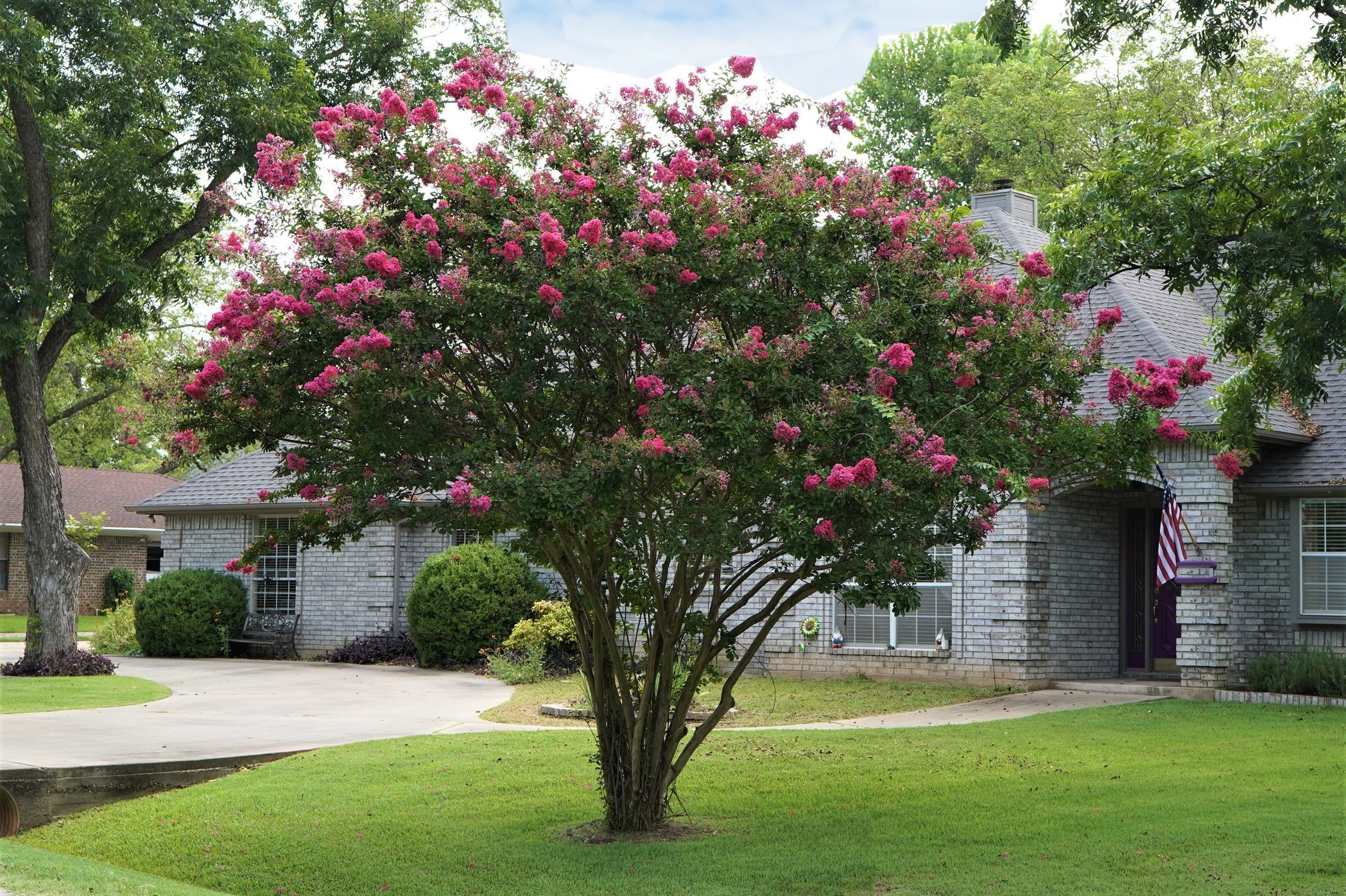 How To Prune Crepe Myrtle