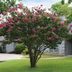 How To Prune Crepe Myrtle