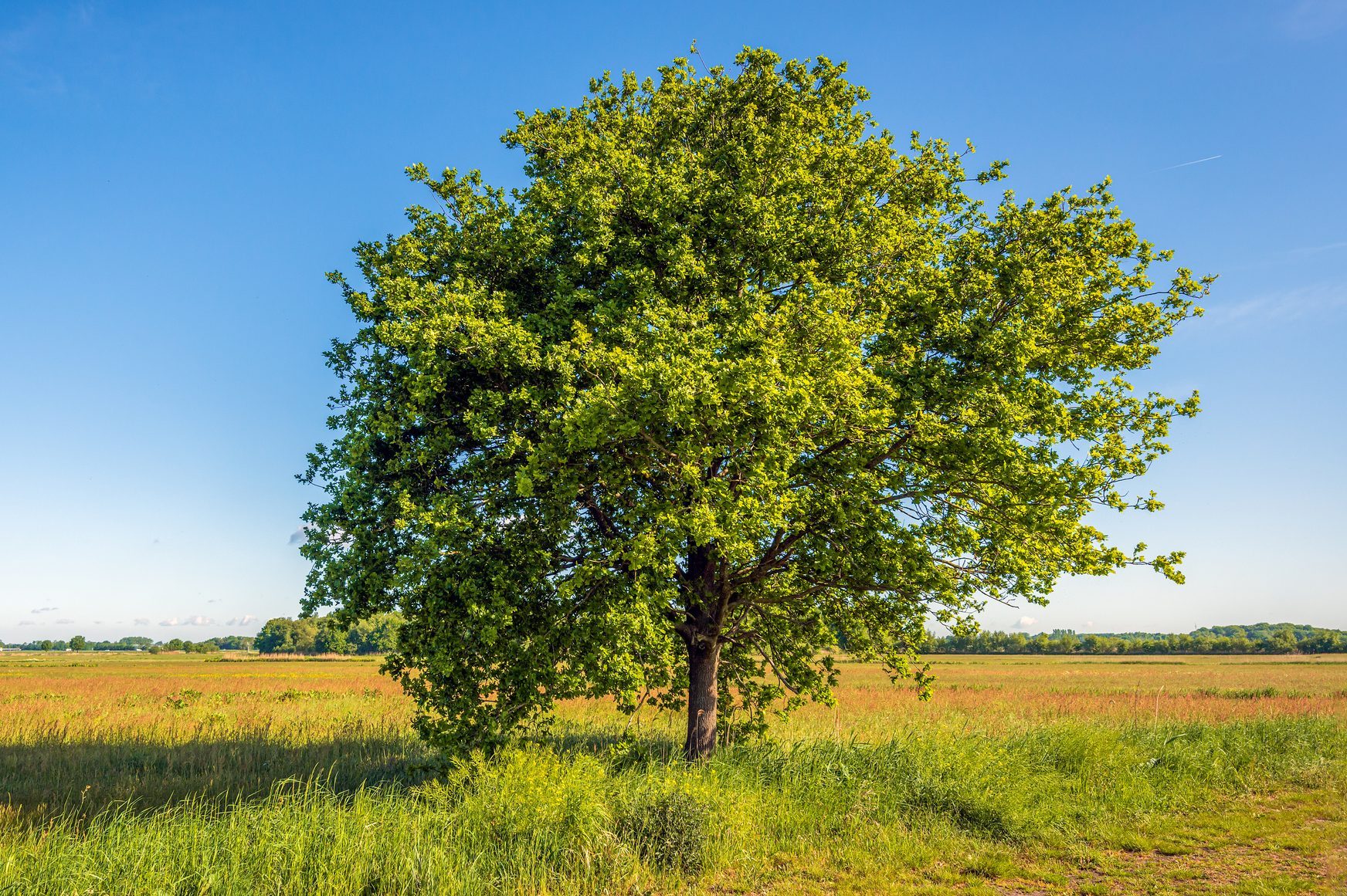 Solitary oak tree against a bright blue sky