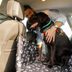 8 Best Car Dog Barriers