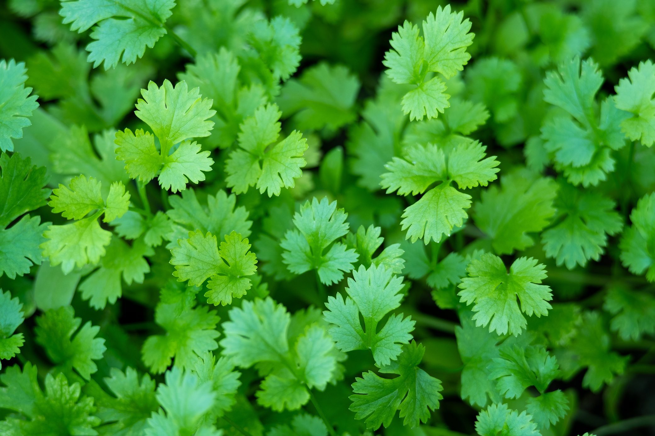 Top view of Fresh growing green Coriander (Cilantro) leaves