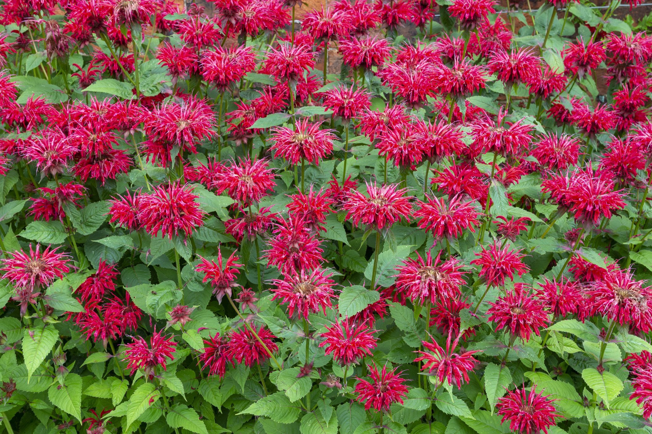 Monarda 'Gardenview Scarlet' (Bergamot, Bee Balm)