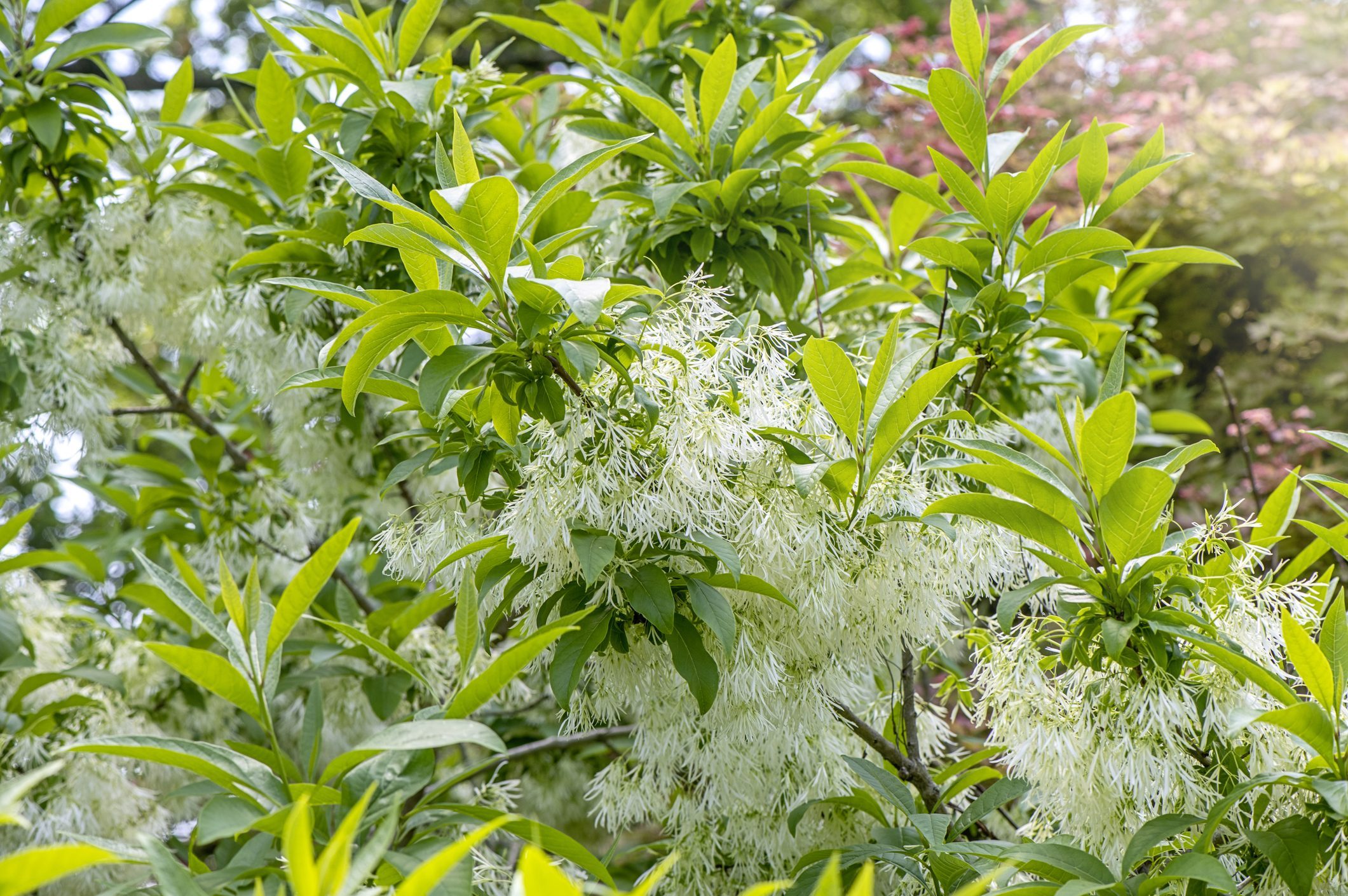 Close-up image of Chionanthus virginicus, the White fringe Tree flowers