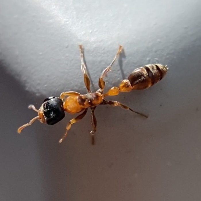 one graceful twig ant worker (pseudomyrmex gracilis) found on the island of maui, hawai'i.