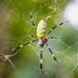 Flying Joro Spiders Heading for the East Coast â€” Everything to Know