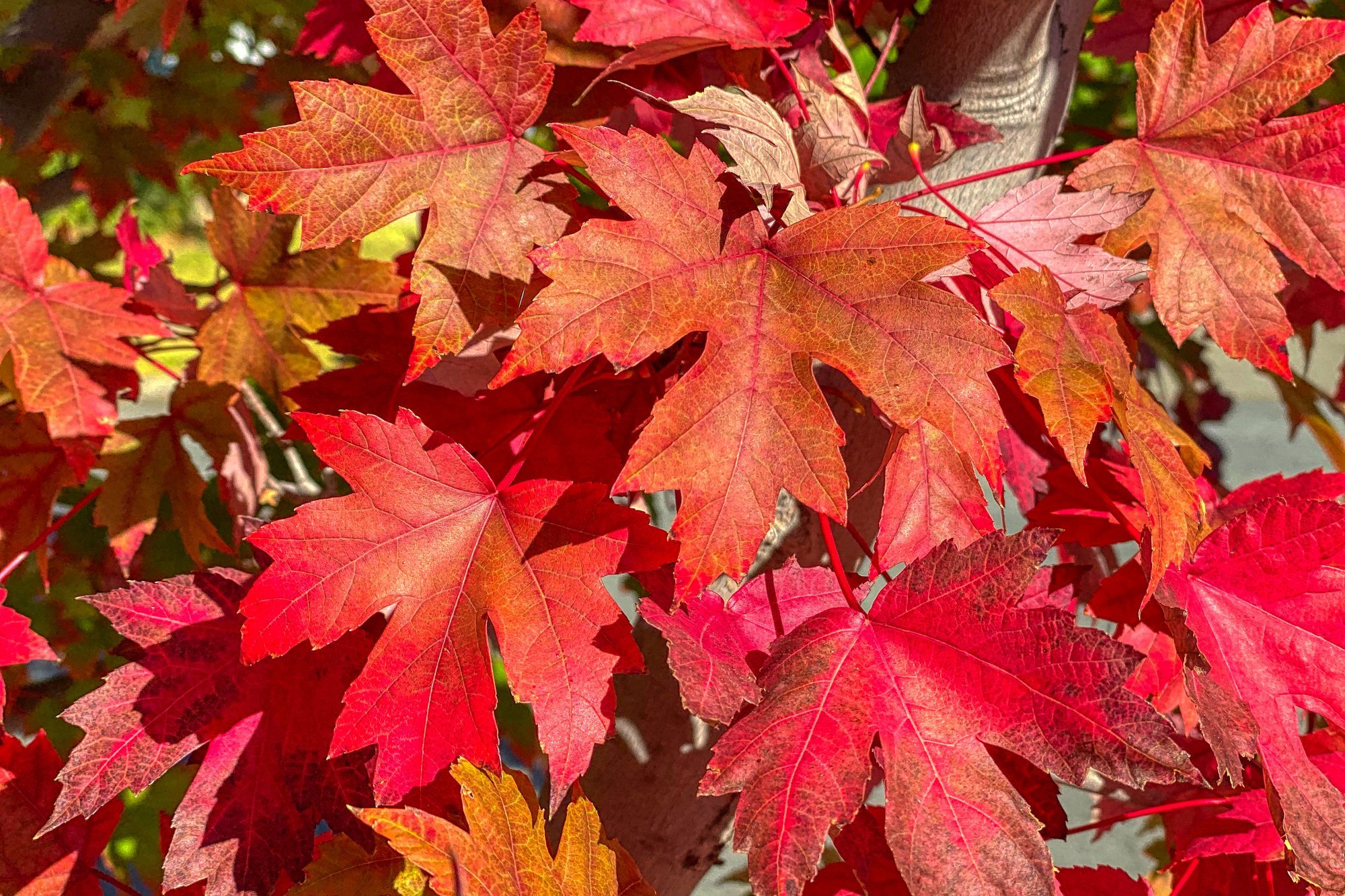 Autumn Red Maple Leaves