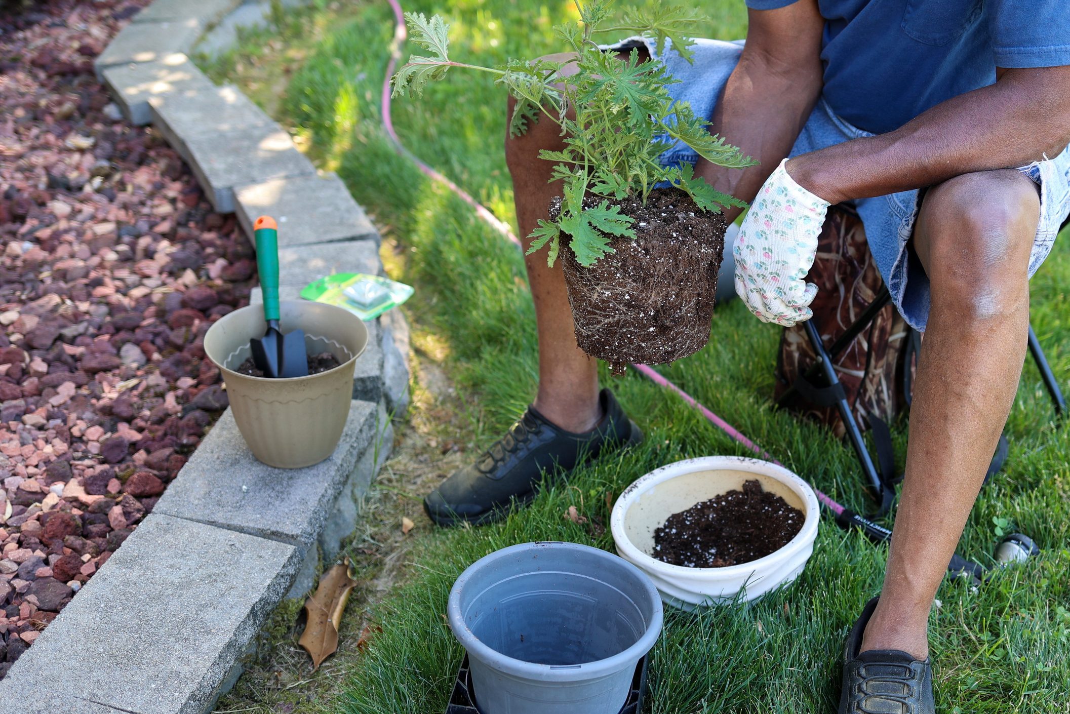 A black man potting a citronella plant into a planter