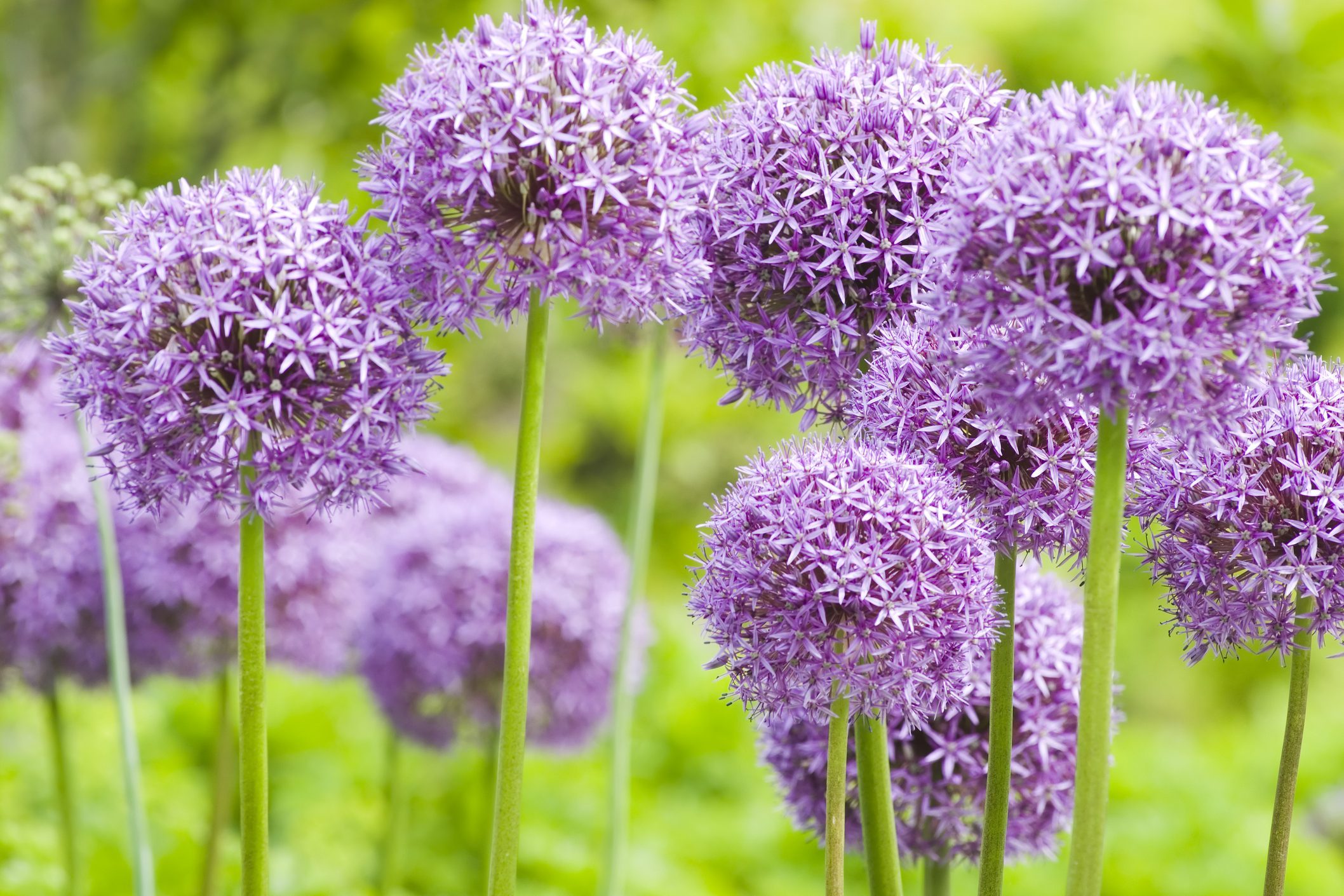 Allium 'Globemaster' ornamental onion - XI