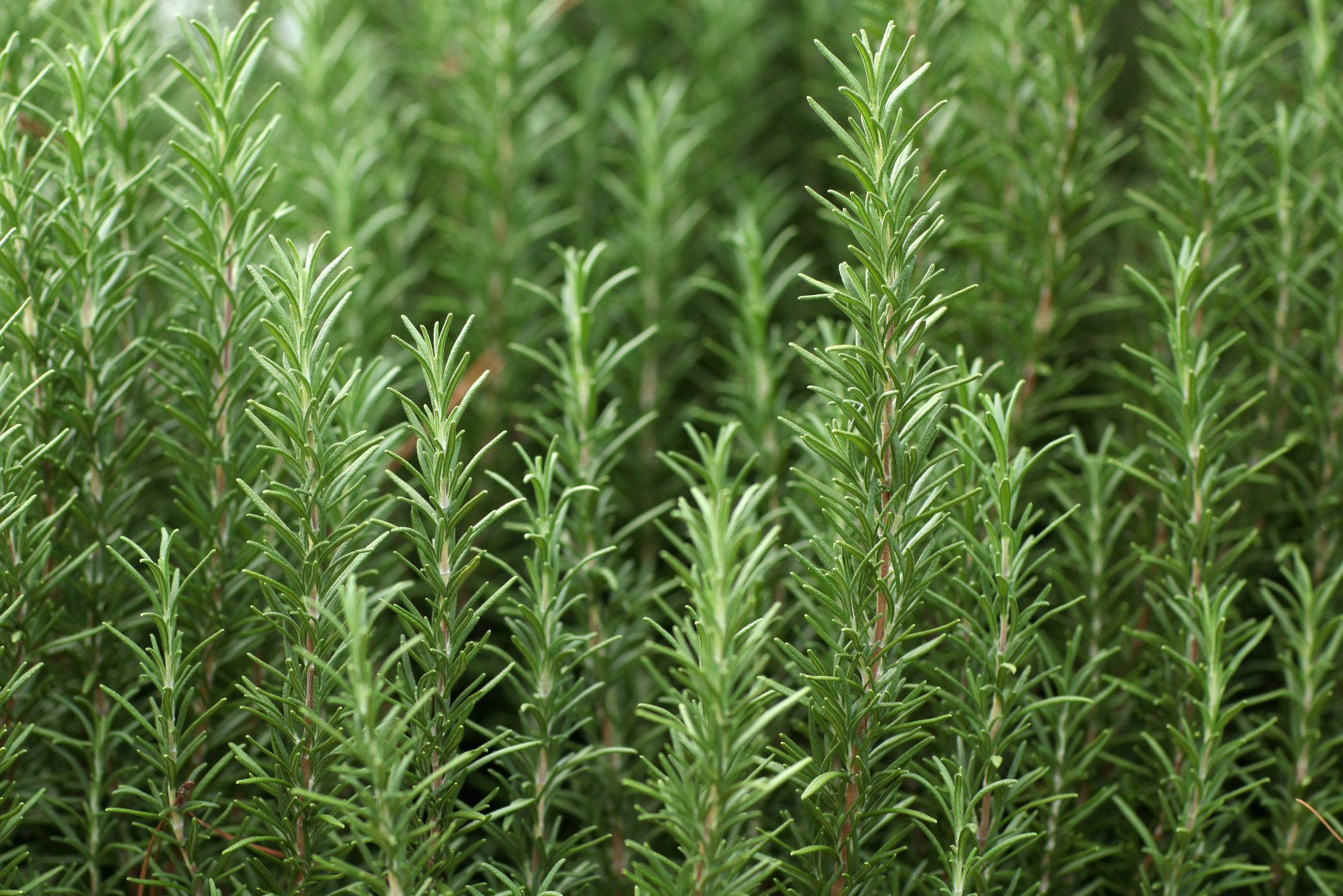 Close up of sprigs of fresh rosemary