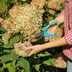 How to Prune Hydrangeas